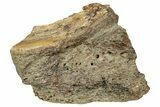 Dinosaur (Triceratops) Frill Shield Section - Montana #330191-1